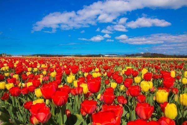 Hızlı Tren İle Konya Çumra Lale Tarlaları Turu 1 Gece