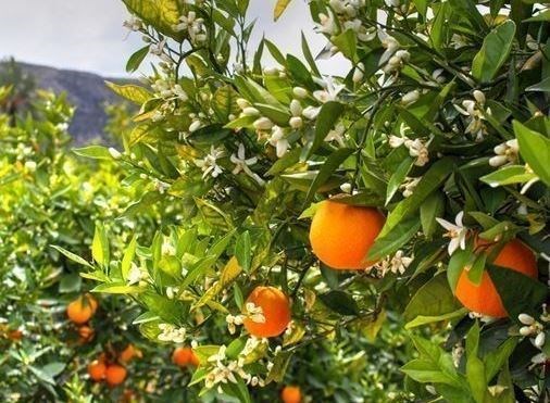 Adana Portakal Çiçeği Festivali Turu