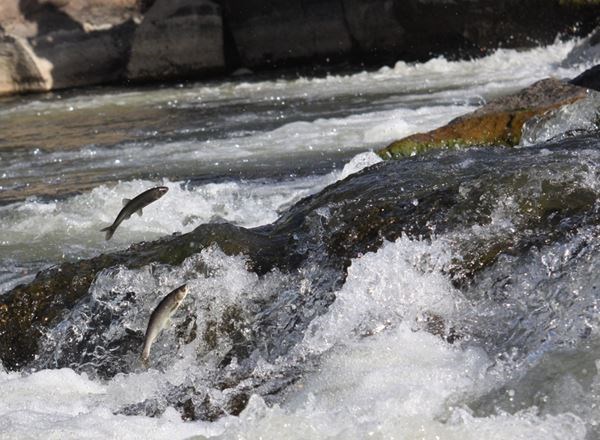Uçaklı Van İnci Kefali Göçü Turu 2 Gece, .