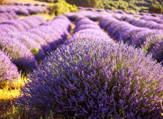 💜 Uçaklı Lavanta Tarlaları, Pamukkale ve Salda Gölü Turu (2 Gece – 3 Gün), .